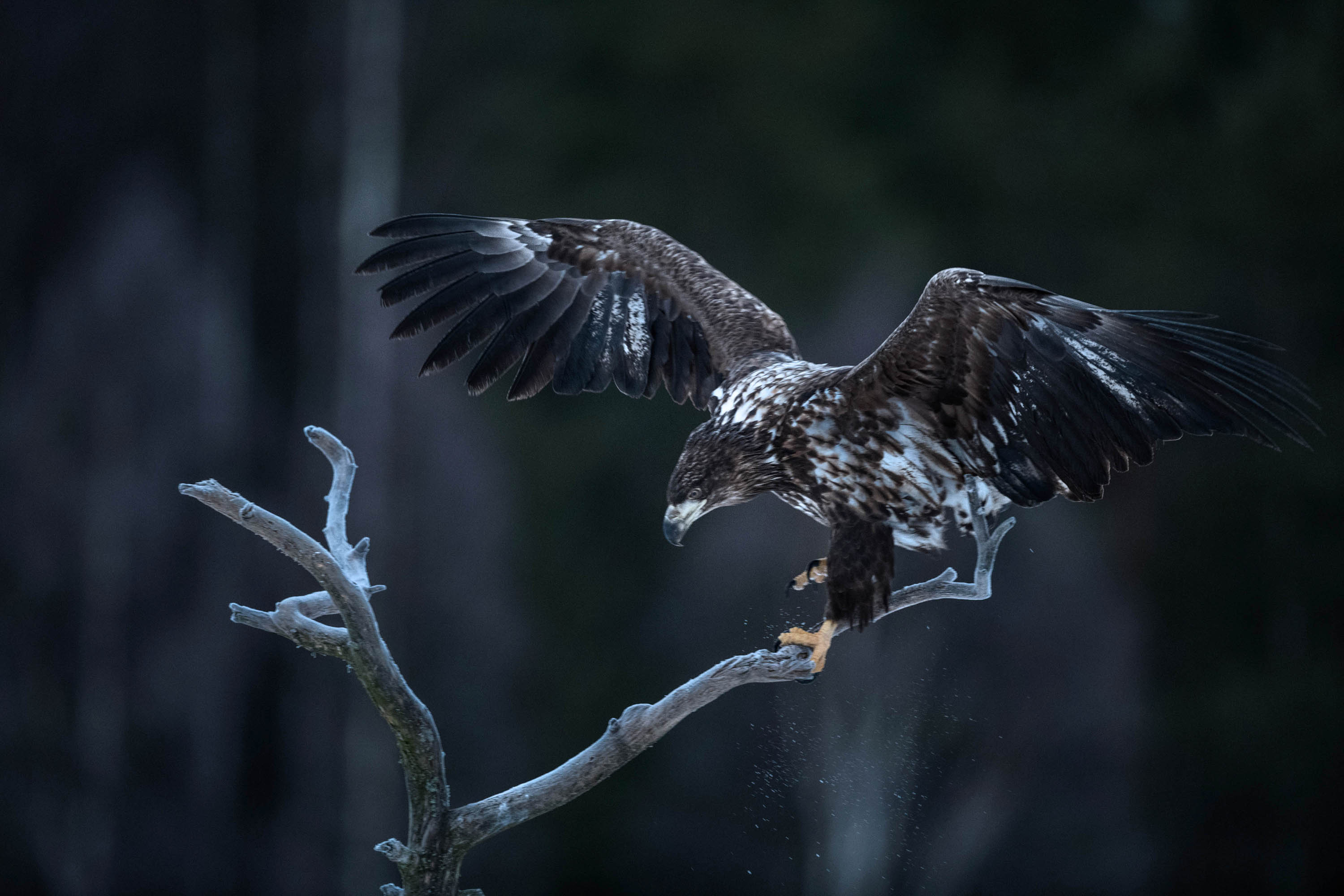 Erik-Hagman_White-tailed-Eagel_Gysinge-210124-9681B