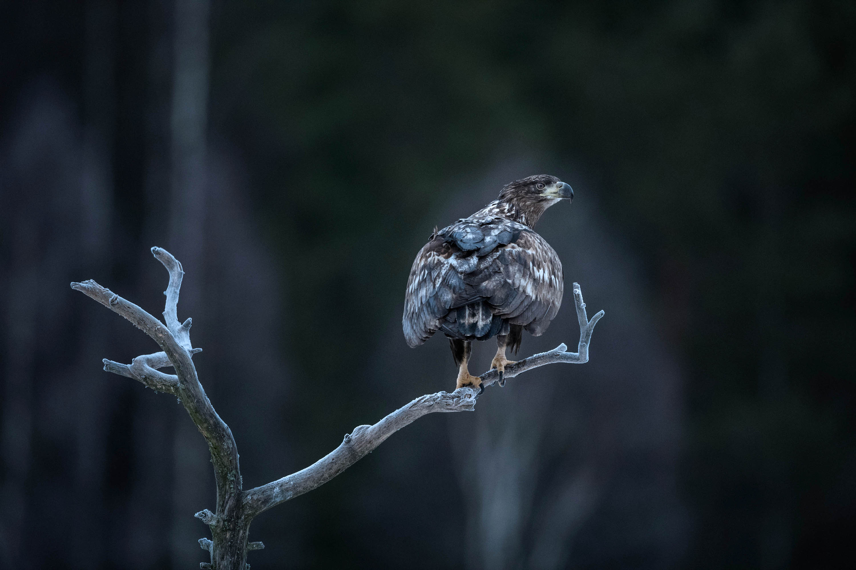 Erik-Hagman_White-tailed-Eagel_Gysinge-210124-9693